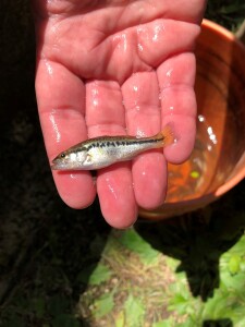 Fish Sampling 2021 Largemouth Bass